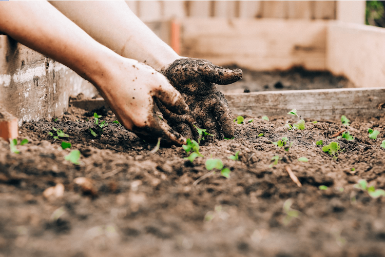  How the Best CBSE Schools in Indore Are Incorporating Sustainable Farming into Their Curriculum