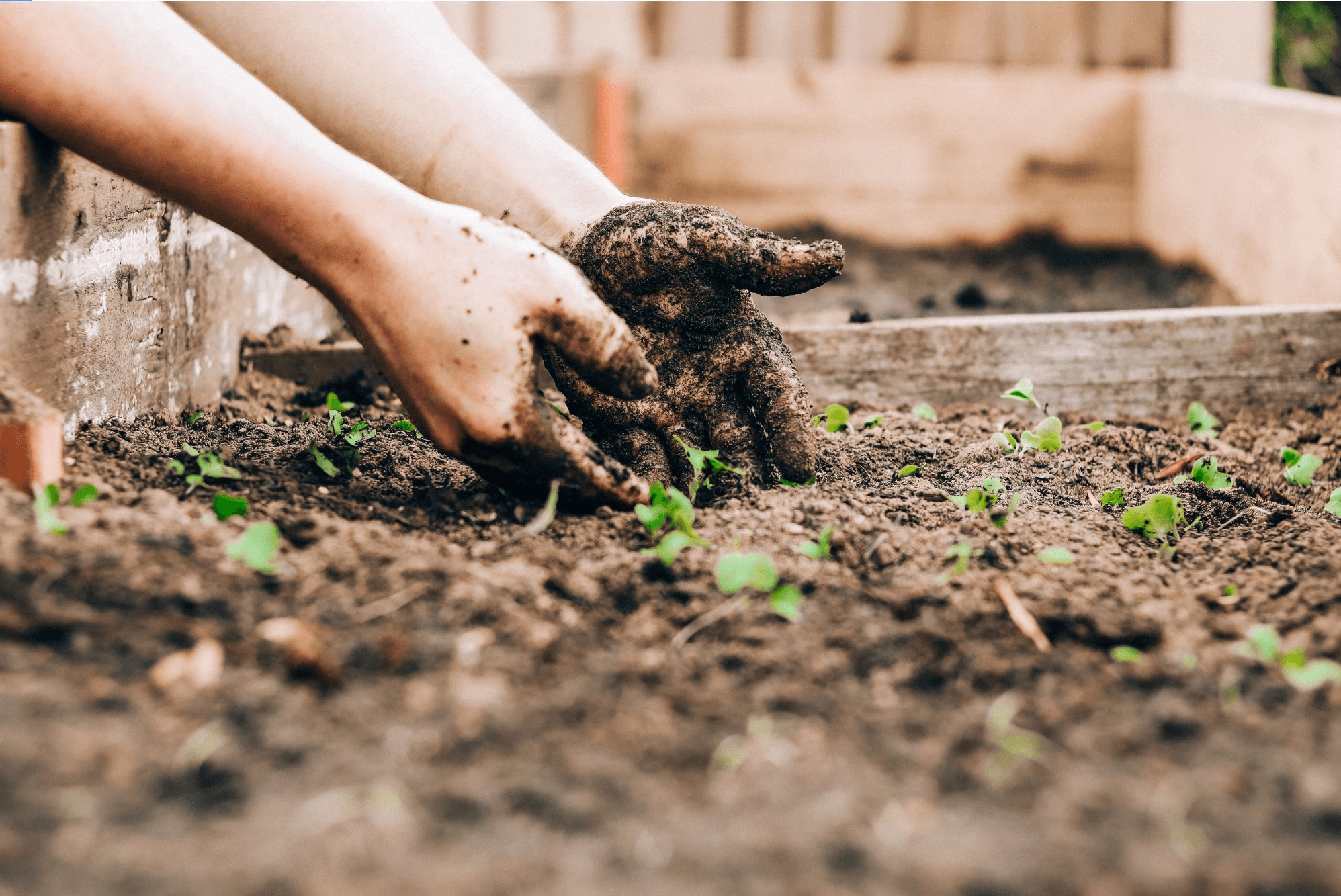  How the Best CBSE Schools in Indore Are Incorporating Sustainable Farming into Their Curriculum